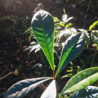 Semecarpus marginatus Thwaites